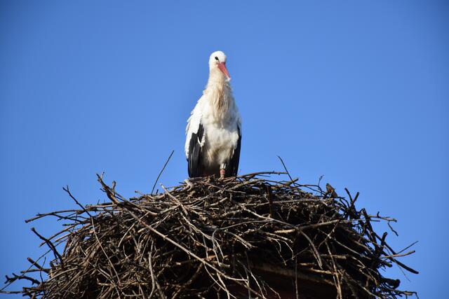 Foto: Waltraud Fischer