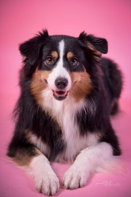 Foto: pawtiful.moment/Fotostudio Sabrinaart