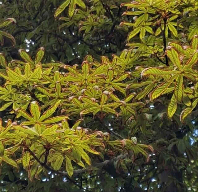Blattrand-Nekrose an Rosskastanie im Frühsommer | Foto: BI Pro Breitensee