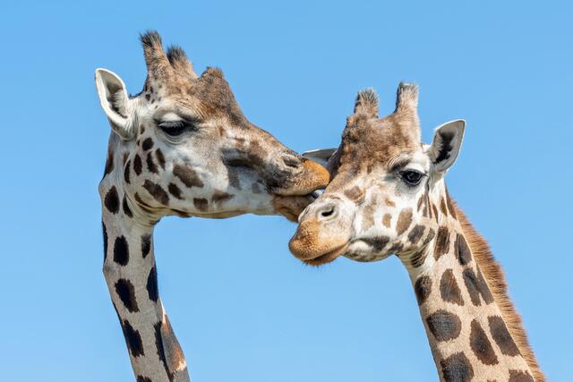 Carla (l.) und Rita sind ein Herz und eine Seele