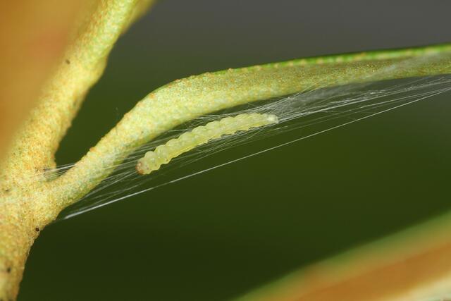 Charakteristisches Verpuppungsgespinst des Alpenrosen-Minierfalters mit erwachsener Raupe und Puppe (Schweiz, Graubünden, Ardez). | Foto: Jürg Schmid