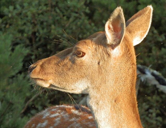 Ein unbekannter Irrer drang in den Welser Tiergarten ein und fiel über Hirschkuh "Ronja" her. Das Tier wurde erstochen.