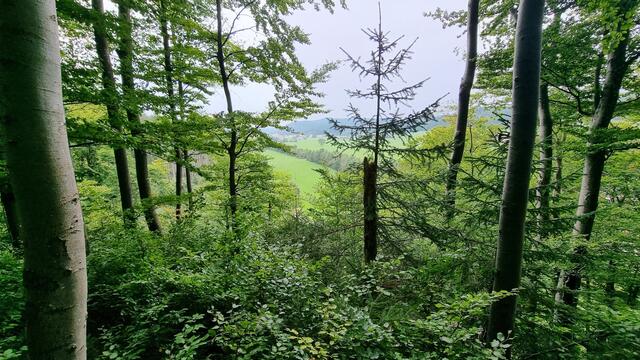 Ausblick nach Westen ins Tal des Schwemmbaches