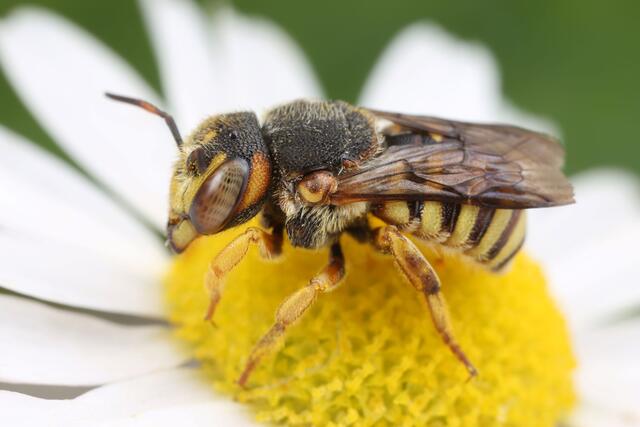 Die Mittelmeer-Harzbiene (Icteranthidium grohmanni) konnte erstmals in der Südsteiermark nachgewiesen werden.