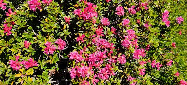 Rostrote Alpenrose, eine der populärsten Alpenpflanzen.