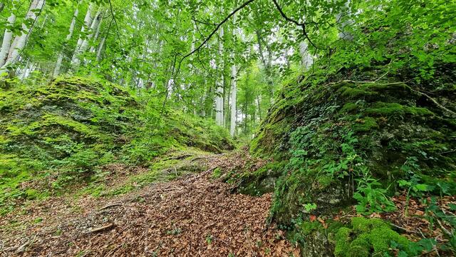 Steile Wände und Gräben durchziehen die Endmoräne aus der Mindeleiszeit