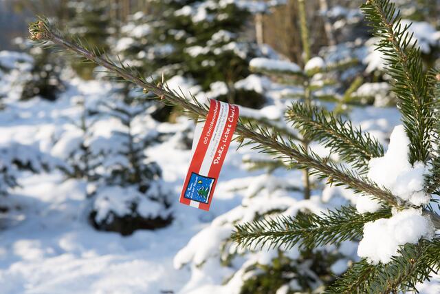 Foto: Land OÖ Vanessa Ehrengruber