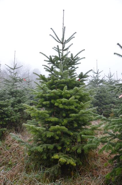 Foto: Land OÖ Vanessa Ehrengruber