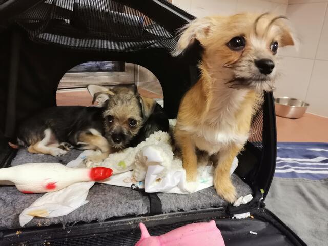 Tierquälerei bei Großfeldsiedlung: Im 21. Bezirk wurden drei erst wenige Wochen alte Hundebabys bei Minusgraden am Straßenrand ausgesetzt. Täter drohen bis zu 7.500 Euro Strafe.