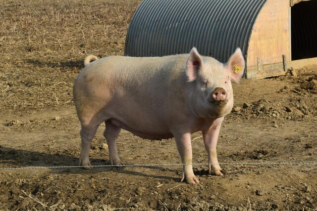 Die Schweine verbringen die allermeiste Zeit des Jahres im Freien. | Foto: Martin Wurglits
