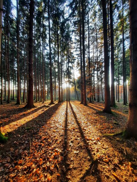 Lichtblick im Wald