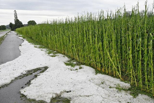 Einiges an Silomais fiel heuer im Sommer dem Hagel zum Opfer. | Foto: Manfred Fesl