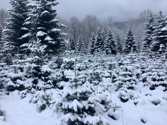 Die Christbaumkultur der Familie Amesberger aus Micheldorf ist schon tiefverschneit.  | Foto: Amesberger