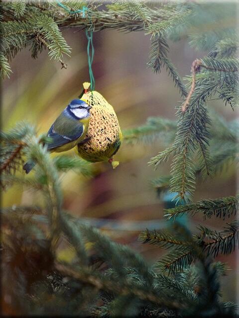 Foto: Josef Glaser