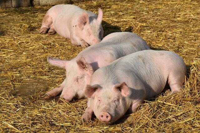 Das Bio-Schweinefleisch von Marth wird auch bei Billa, ADEG ("Ja natürlich) und Hofer ("Zurück zum Ursprung") verkauft. | Foto: Martin Wurglits