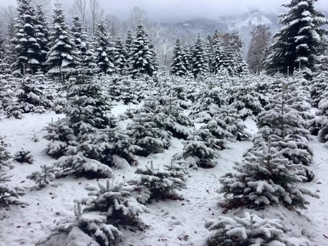 Hier können sich die Kunden ihren individuellen Christbaum selbst aussuchen.  | Foto: Amesberger