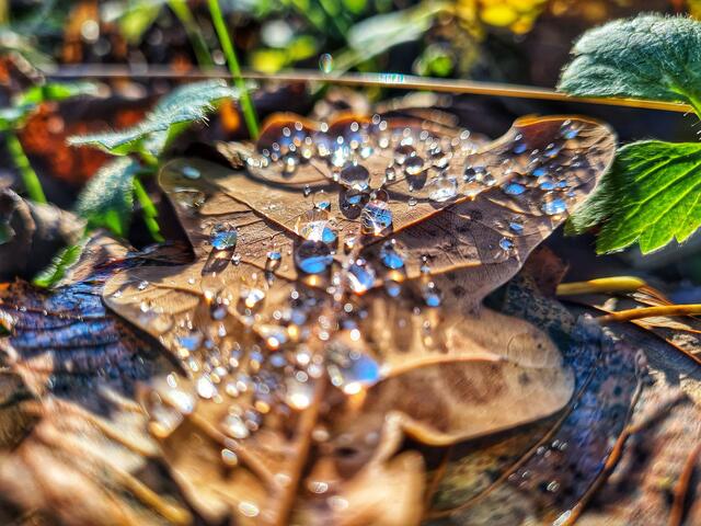 Nahaufnahme, Morgentau auf einem Blatt Mitte November, Morgenstunden in Reinsberg | Foto: Christian Hahn