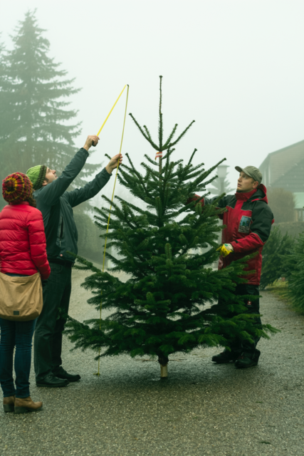 Seit dem vergangenen Jahr werden größere Bäume immer beliebter.  | Foto: Christbaum Sumereder