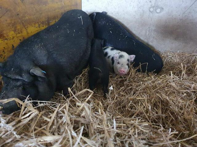 Die fünfköpfige Hängebauchschweinefamilie streunte in Gunskirchen umher. Die drei Ferkel sind wenige Monate alt und haben mit ihren Eltern im Tierparadies Schabenreith ein neues Zuhause gefunden.