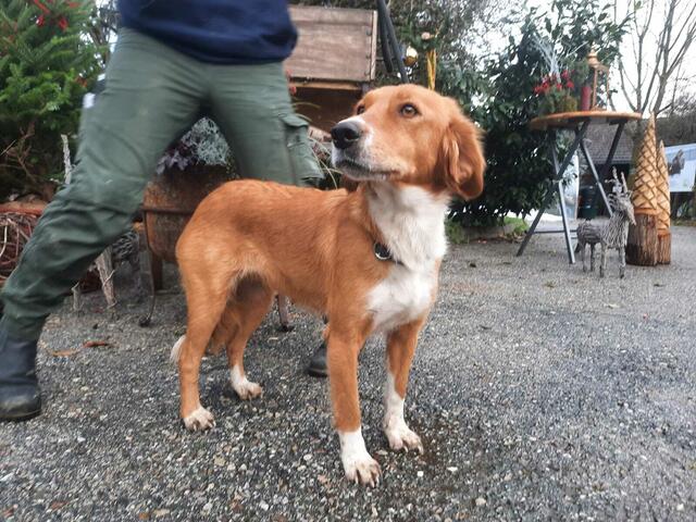 Ruby ist eine freundliche Mischlingshündin. | Foto: Pfotenhilfe Lochen