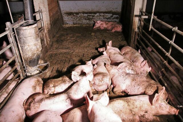 Betrieb 3 im Jahr 2020: Der planbefestigte Teil der Bucht ist mit Exkrementen völlig verdreckt; darauf wollen die sensiblen Schweine nicht liegen. 
Resultat: Ein totales Gedränge auf dem Spaltenbereich und drohende Verletzungen. | Foto: VGT