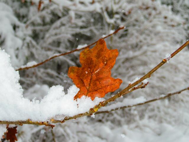 Ein Blatt als Farbklecks im Schnee.