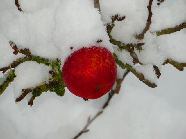 Der letzte rote Apfel ist bald völlig eingeschneit.