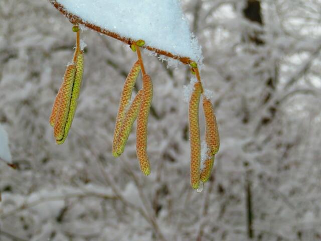 Haselstrauch im Winterkleid