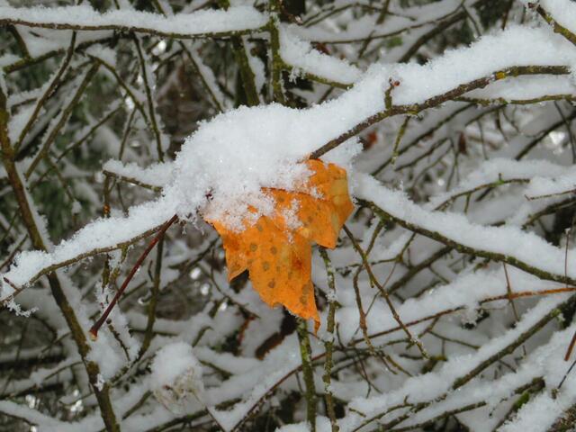 Ein Blatt im Schnee.