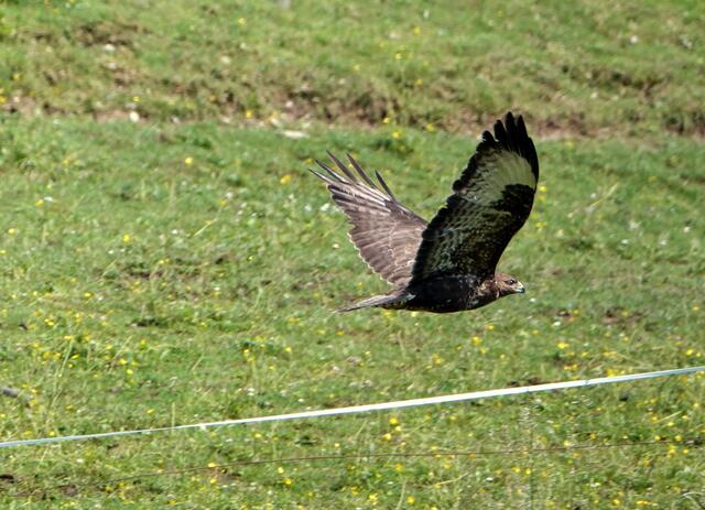 Unter Applaus der Zuseher wurde der Bussard nach der Entflechtungen des Netzes wieder in die Freiheit entlassen. | Foto: Zodl