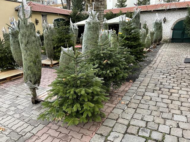 Im Hof des Heurigenrestaurant Wambacher warten die Christbäume. | Foto: Berger