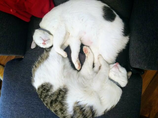 Die zwei vermissten Katzengeschwister Joy und Jonny.