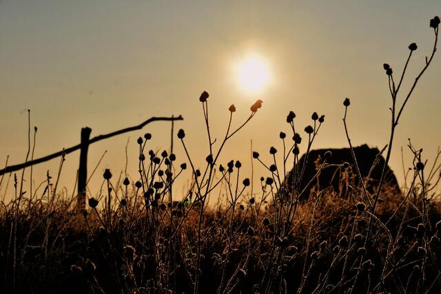 Sonnenaufgang-Darscho- Apetlon-Burgenland 
@renatahfotografie 