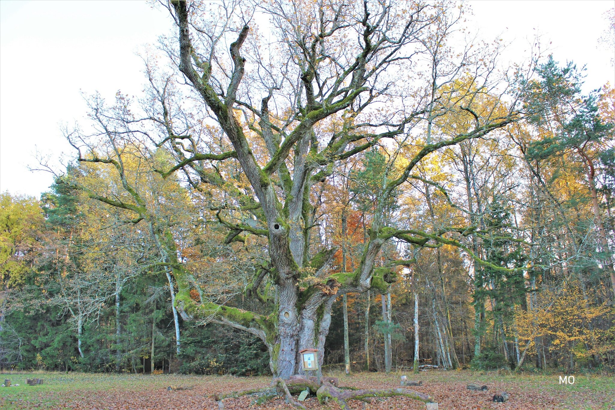 Naturdenkmal Die 1000jährige Eiche in Bierbaum Gemeinde Bad Blumau! Graz