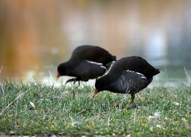 Zu zweit ist es viel schöner, auch bei den Teichhühnern ;)