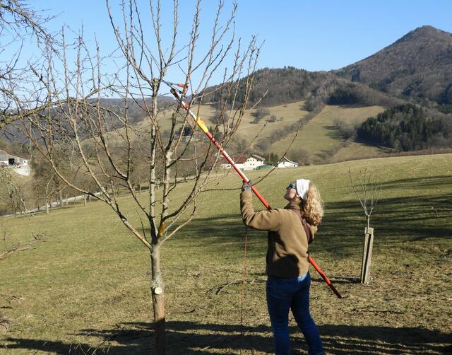 Die Obstbaum-Schnittkurse in unserer Region starten bald. | Foto: Martina Grill