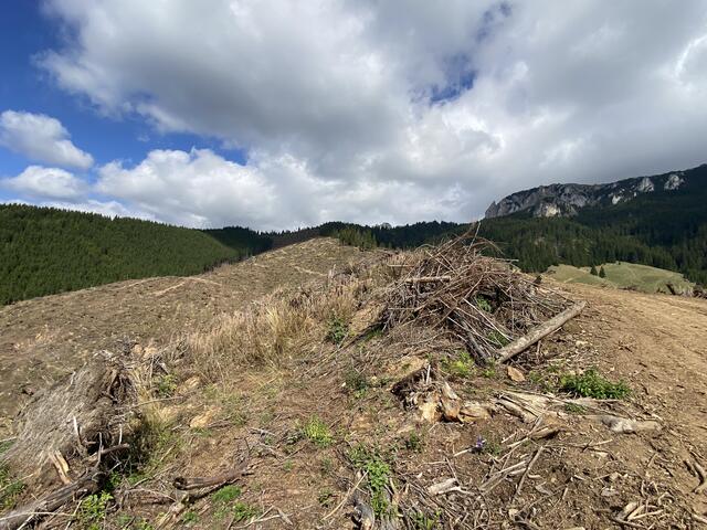 Zerstörte Gebiete in Transsilvanien sollen nun wieder aufgeforstet werden. | Foto: One Tree Planted