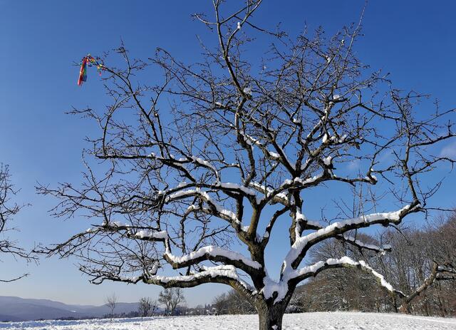 Was da der Sturm auf den Baum geweht hatte? Ich weiß es nicht