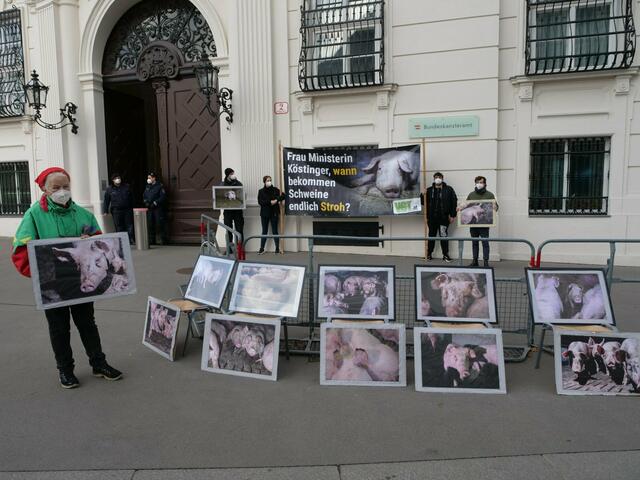 Tierschutz-Ausschuss 09.12.2021: Tierleid in der Schweinehaltung verlängert!(?) ... Wann stimmt sie dem Verbot der "Voll- und Teilspaltenbodenhaltung ohne Stroh" endlich zu? | Foto: VGT