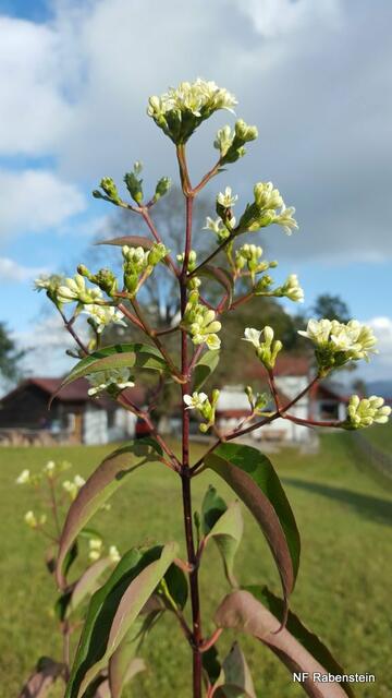 Baumpatenschaften am Geisbühel | Foto: (alle) Naturfreunde Rabenstein