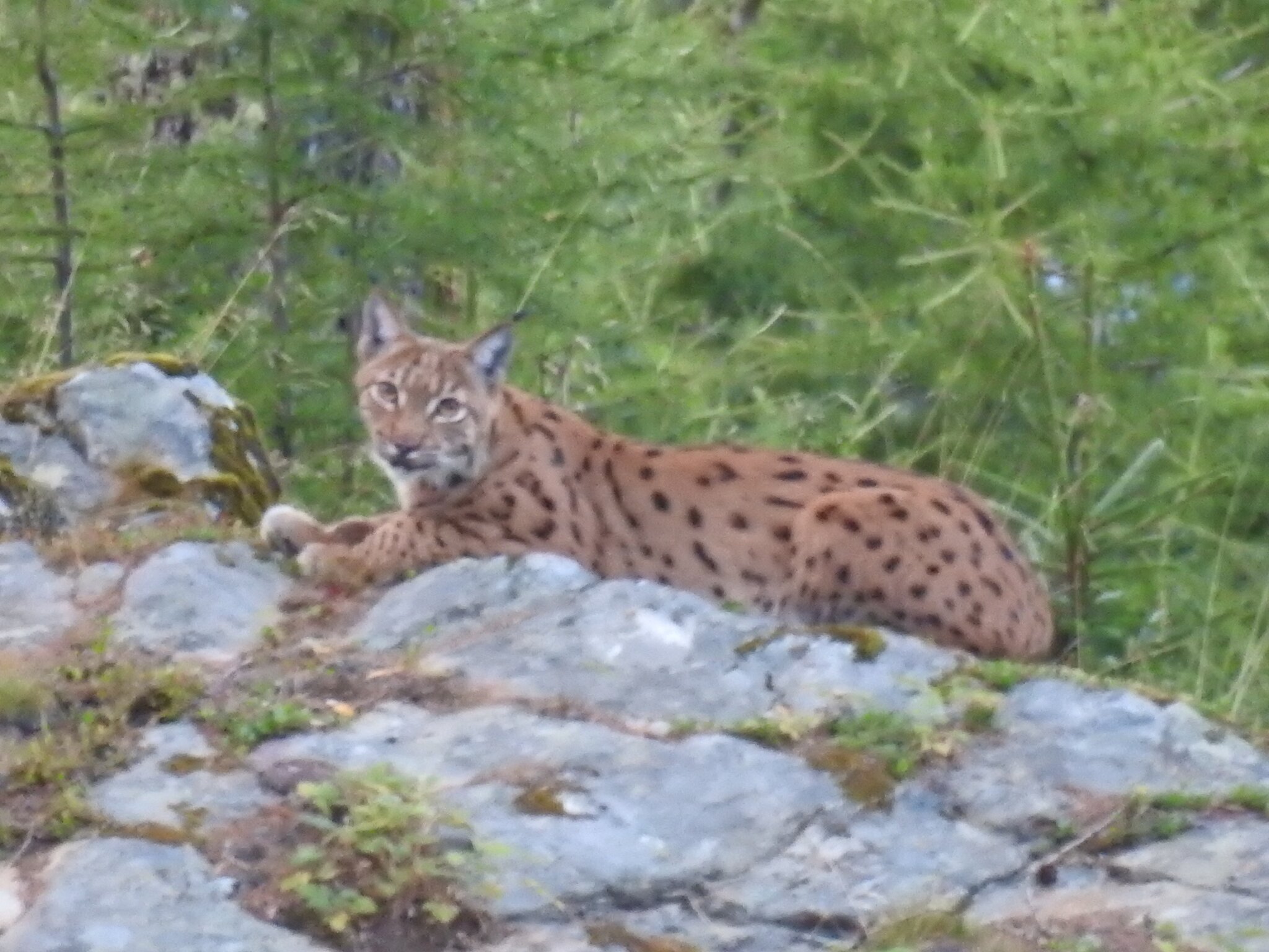 Große Beutegreifer: Luchs am Sonnenplateau nachgewiesen - Landeck
