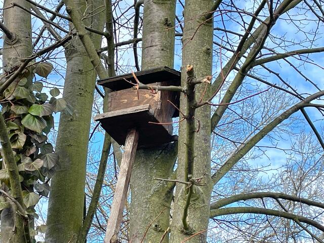 Ein Vogelhäuschen hoch oben im Baum. | Foto: Necker