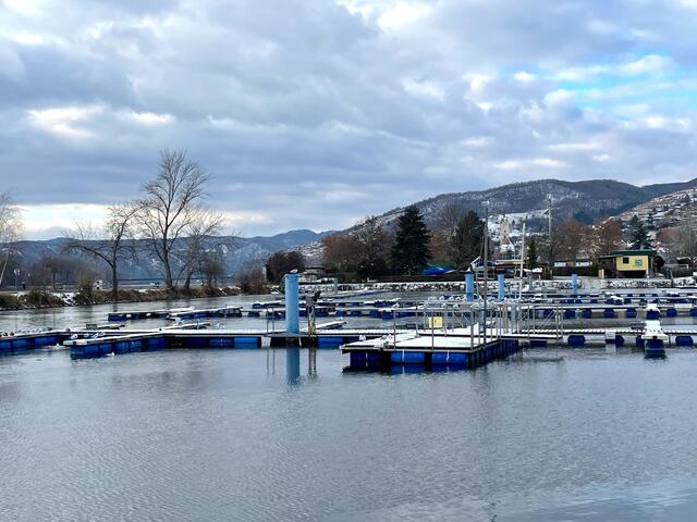 Zurzeit wohnen die Möwen im Motor-Yacht-Club Wachau  | Foto: Necker