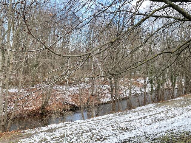 Ein Altarm in der Donauau | Foto: Necker