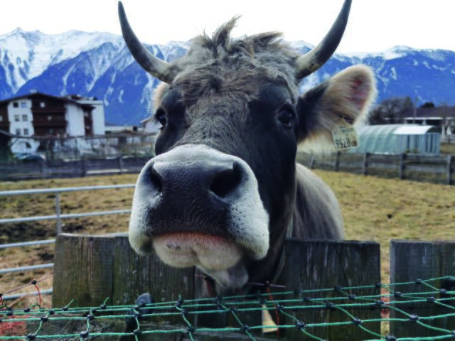 Das Tierwohl liegt den Landwirten sehr am Herzen, die hohe Fleischqualität resultiert daraus. | Foto: Steirerhof
