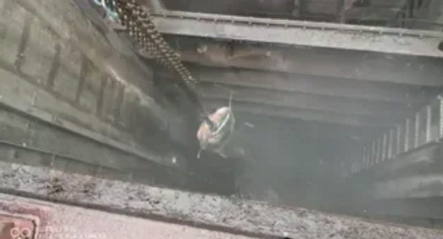 Das Video zeigt die Bergung des Riesenfisches aus einem Abwasserrohr – Datum und genauer Ort der Aufnahmen sind unklar.