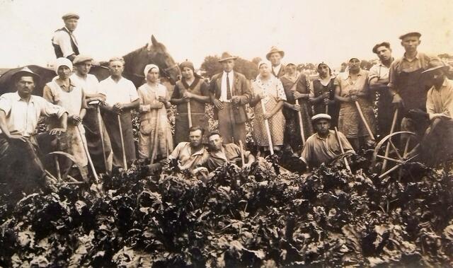 Hasendorfer bei der Grünarbeit in Niederösterreich im Jahr 1930.