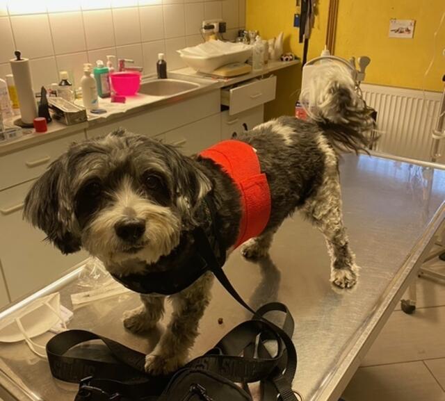 "Mikey" nach der Operation