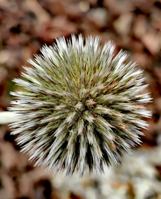 Noch eine Blüter der Kugeldistel. Sie hatte dieses Jahr sehr lange geblüht.