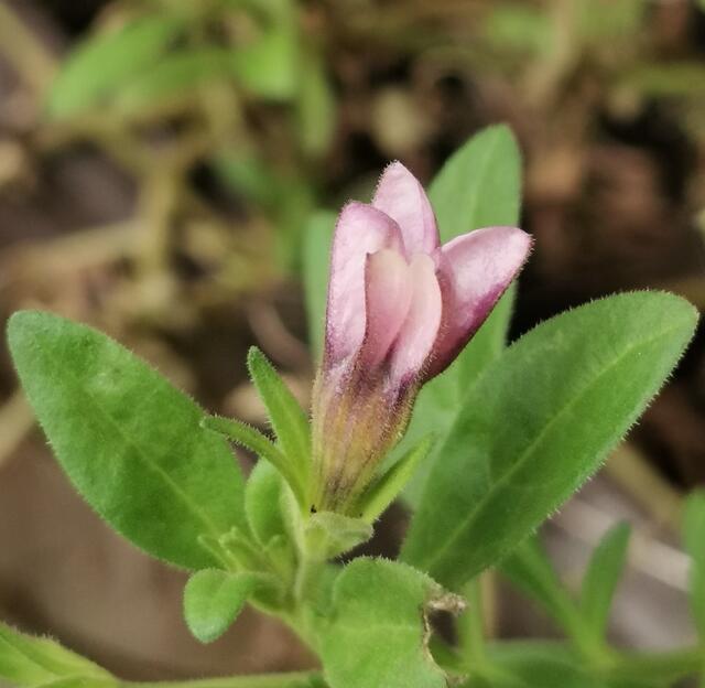 Was da im Blumenkisterl blüht, weiß ich nicht.